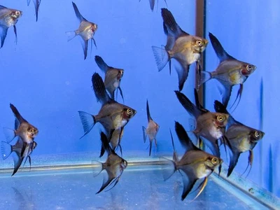 Rubor turquesa pez ángel - tamaño del cuerpo de diez centavos a níquel - ¡ALTA CALIDAD (paquete de 4)! Foto 1 de 4