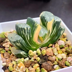 Pianta succulenta 4-5 cm Haworthia Truncata Hokusai Variegata Liliaceae casa giardino - Foto 1 di 15