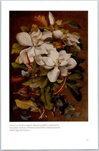 Südliche Magnolie Georg Ehret Reproduktion Exlibris 8 x 11 Botanischer Kunstdruck - Bild 1 von 1