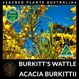 BURKITT'S WATTLE 30 Seeds | Acacia Burkittii Sacred Shaman Medicinal Rare Plant - Picture 1 of 7