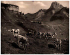 Schweiz Kuhgruppe Aus Der Alpe Vintage Albumen Print Edition Photoglob Photo