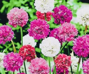 100 х Armeria MIX Hardy Perennial Seeds - Picture 1 of 8