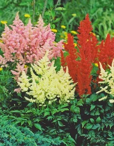 3 Astilben arendsii gemischt Prachtspiere "3 Wurzelstücke" Staude Astilbe - Bild 1 von 1