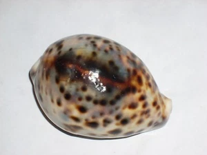 CYPRAEA TIGRIS UNIQUE BLOTCH - Picture 1 of 2