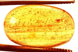 9.85 Cts. Natural Genuine Old Baltic Amber Untreated Certified Gemstone - Picture 1 of 4