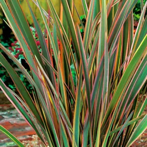 1 X PHORMIUM 'MAORI QUEEN' NEW ZEALAND FLAX EVERGREEN SHRUB HARDY PLANT IN POT - Picture 1 of 6