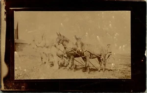 RPPC Arthur con Line Horses Mulas? Foto postal de Park River Dakota del Norte - Imagen 1 de 2