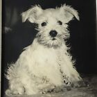 Photo vintage chiot chiot Westie Terrier noir blanc cadre original mignon 8x10