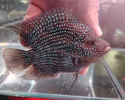 Rare SRT Hybrid short body Flowerhorn blue base.  - Image 1 of 2