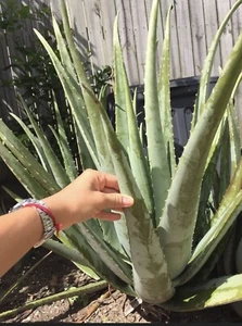 1 X Aloe Vera plant - barbadensis-Miller -organic-edible bare rooted 25 to 30cm - Picture 1 of 13