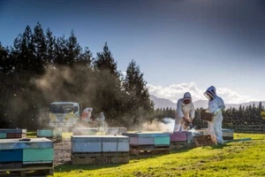 Kanuka Honig aus Neuseeland | Zertifiziert | 500g | B-Ware | AHITITI