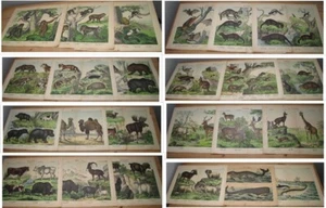 Schubert c1880 antique Folio Print x25 Mammals primates, carnivores, rodents etc - Picture 1 of 24