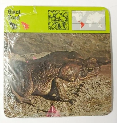 1976 Editions Rencontre S.A. Lausanne Animal Giant Toad Flash Cards 24-Pack - Image 1 of 4