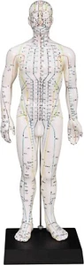 Male Acupuncture Model 20" with Chinese and English Points - Picture 1 of 2