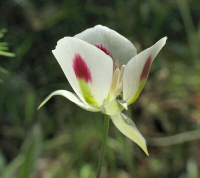 Calochortus eurycarpus | Sagebrush Mariposa Lily | 10 Seeds - Image 1 of 4