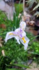 WHITE AFRICAN IRIS FLOWERING PLANT 