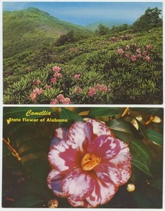 Purple Rhododendron Camellia 2 Cards Vintage Postcard