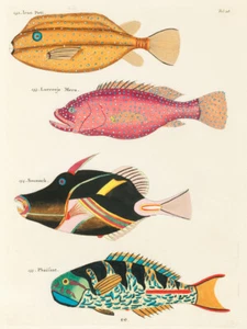 Ilustraciones de peces encontrados en Molucas Indonesia y las Indias Orientales 33 - Imagen 1 de 3