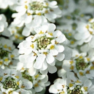 Iberis plug plants garden evergreen white flowers candytuft perennial, pack of 3 - Picture 1 of 1