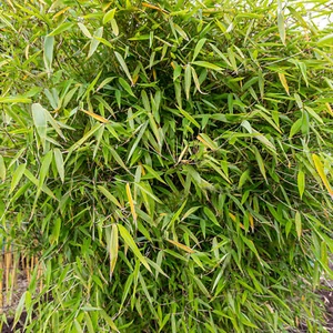 Fargesia Pingwu Hardy Non-Invasive Bamboo Garden Plant Ideal for Screening - Picture 1 of 19