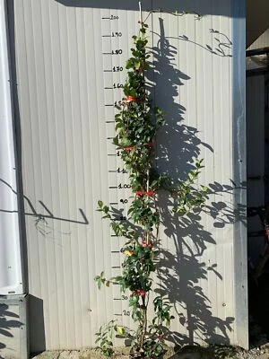 VIVAIO GARDEN FOREST 10 piante di Rincosperma (Falso Gelsomino) H150 cm foto reali