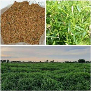 100 seeds Fah lai Joan, a popular Thai herb right now. - Picture 1 of 5