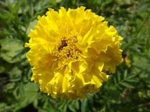 Marigold Lemon Prince - Tagetes erecta- 100+ seeds - Graines - Semillas - Ed 062 - Picture 1 of 3