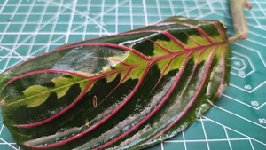 Maranta Fascinator Tricolour Prayer Easy Houseplant Single Leaf Fresh Cutting - Picture 1 of 3
