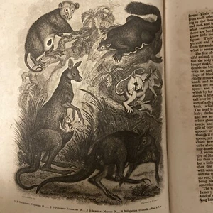 1825 History the Earth and Animated Nature - Picture 1 of 11