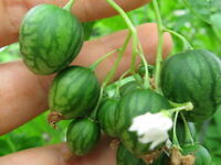 Solanum quitoense Graines Lulo Quitorange Seeds Naranjilla 5+ Samen