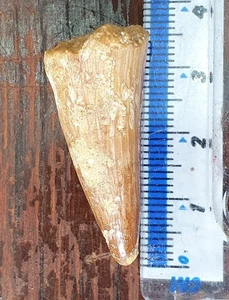 For Sale Is A 3.5cm/1.38 Inch Spinosaurus aegyptiacus Therapod Dinosaur Tooth - Picture 1 of 3