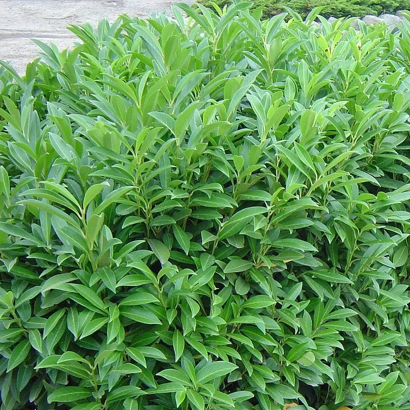 MESARBUSTES.COM Prunus laurocerasus 'Caucasica' - Laurier palme du Caucase