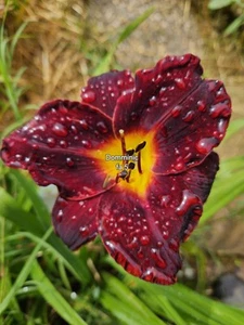 Dominic Daylily - Picture 1 of 1