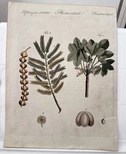 Orig 1790 Gummibaum handkoloriert Litho - Bild 1 von 7