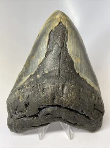 Megalodon Shark Tooth 6.14 inch - Huge - Beefy Fossil - Authentic - Thick T8738 - Picture 1 of 8