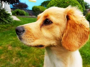 Art photo virtual postcard : e-product :cute dog animal friend jpg free delivery - Picture 1 of 1