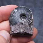 36mm Goniatite Devonian Fossil Ammonite