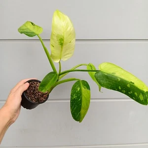 PHILODENDRON IMBE "JOSE BUONO" JOSE BUONO VARIEGATA TROPICAL VARIEGATED AROID - Picture 1 of 18