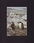 8X10" Matted Print Art Picture, Robert Bateman: Gentoo Penguins & Whalebones '79