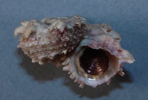 ANGARIA NODOSA 39,89 mm HERMOSO ESPÉCIMEN RARO Okinawa, Japón años 70 - Imagen 1 de 2