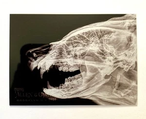2024 Topps Allen & Ginter X-Ray'd #XR-11 Black Bear - Bild 1 von 3