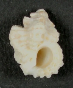 MUREX BREVICULA 26.12mm BEAUTIFUL SPECIMEN Lady Elliot Is., Qld., Australia - Picture 1 of 2