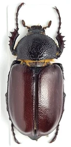 Scarabaeidae Euchirinae Propomacrus cypriacus Cipro - Foto 1 di 3