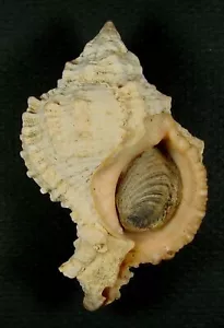 MUREX GLOBOSUS 74.53mm SUPER CHOICE SPECIMEN Amuay Bay, Venezuela - Picture 1 of 2