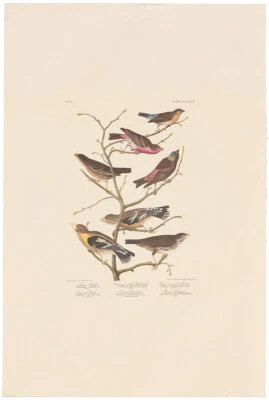 Audubon Amsterdam Ed. Double Elephant Folio 1971 lithograph Pl 424 Cow-pen Bird - Image 1 of 2