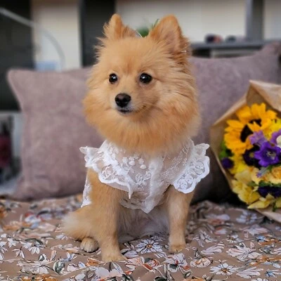 White Floral Lace Dog Dress / Small Dog Dress / Spring Summer White Dog Dress - Image 1 of 4