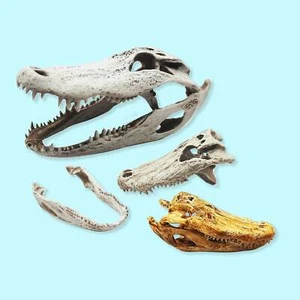 Alligator Skull Replica - 1:6 Scale miniature for dollhouse diorama (1 skull) - Picture 1 of 4