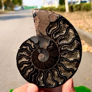 93G Raro! Tentacolo naturale ammonite fossile esemplare guscio guarigione Madagascar - Foto 1 di 14