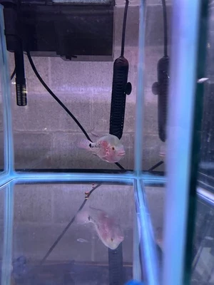 Premium Flowerhorn-Vip Male Super Red Monkey 4 inches - Overnight USA Shipping - Image 1 of 2