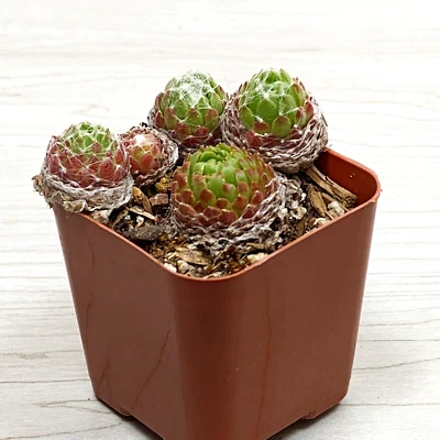 Succulent Pot Plant - Sempervivum Spring Beauty - In 2" Pot - Image 1 of 2